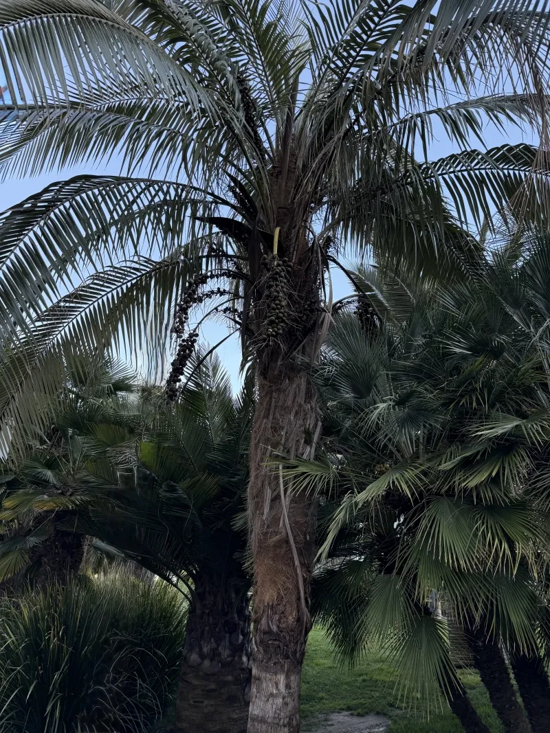 Parajubaea cocoides