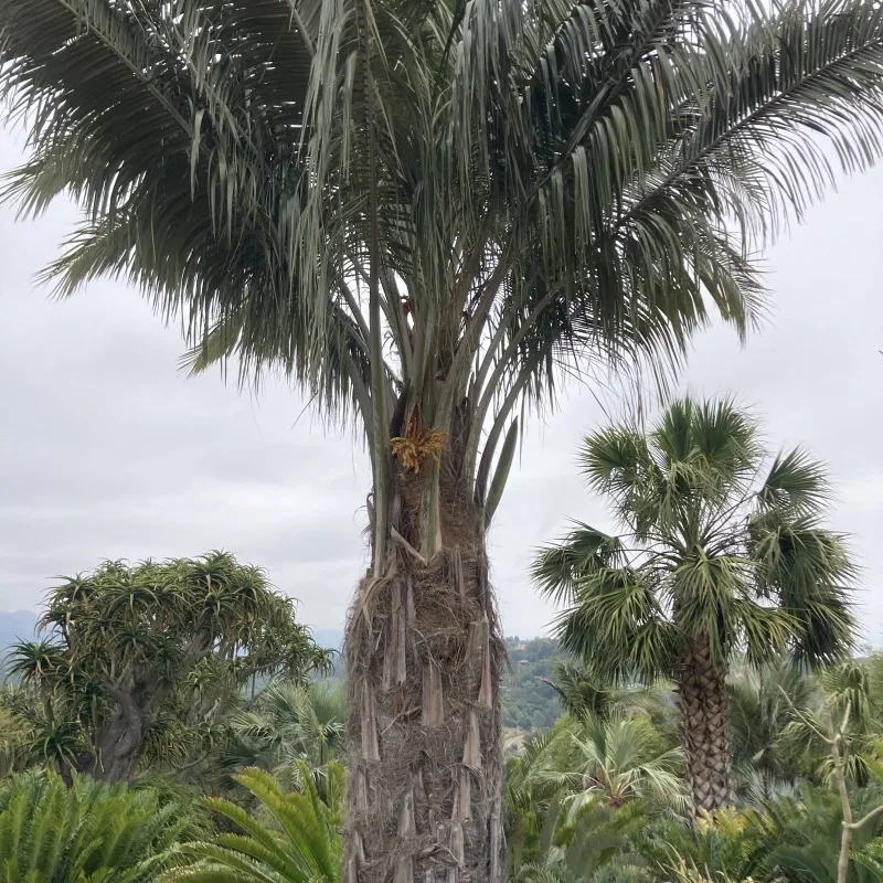 Parajubaea torallyi var. torallyi, foto 3