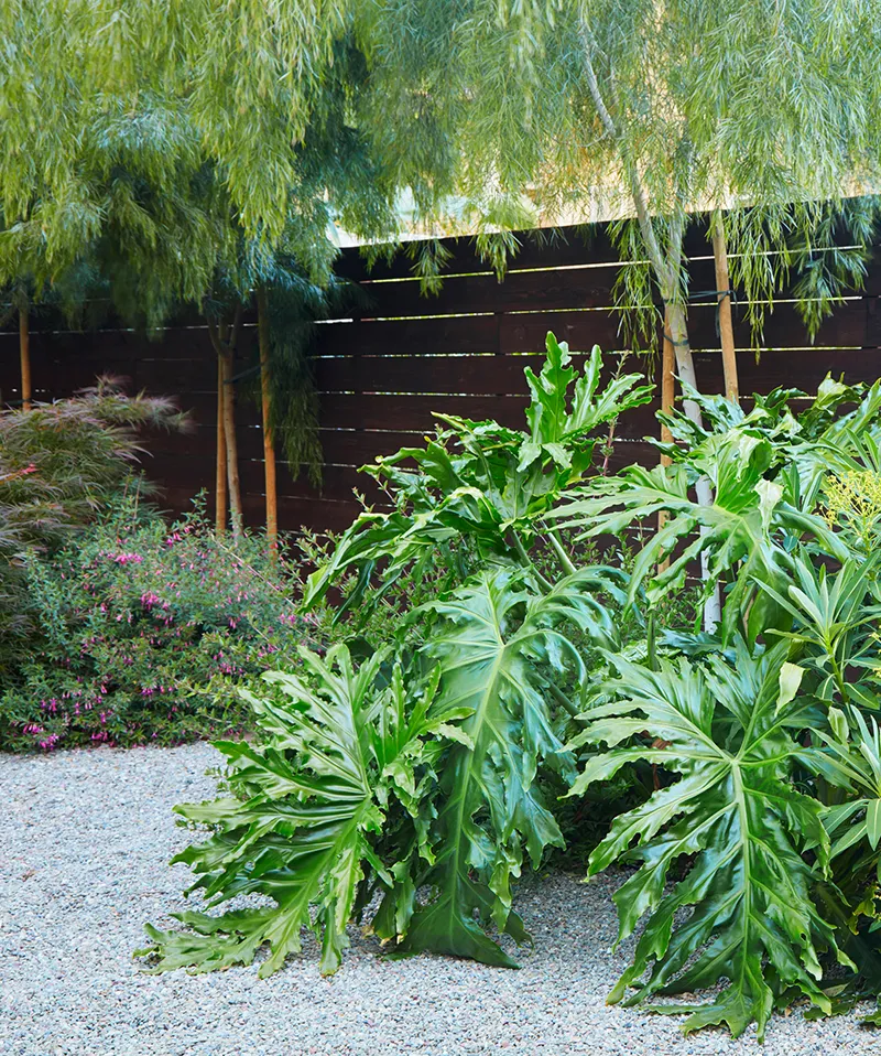 Philodendron selloum