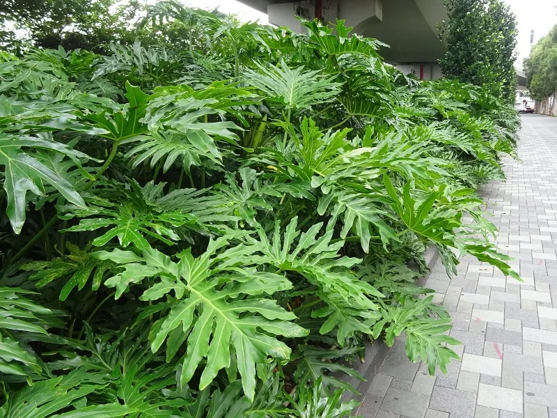 Philodendron selloum, foto 2
