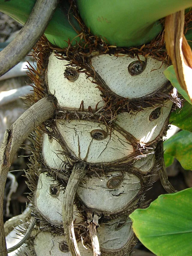 Philodendron selloum, foto 3