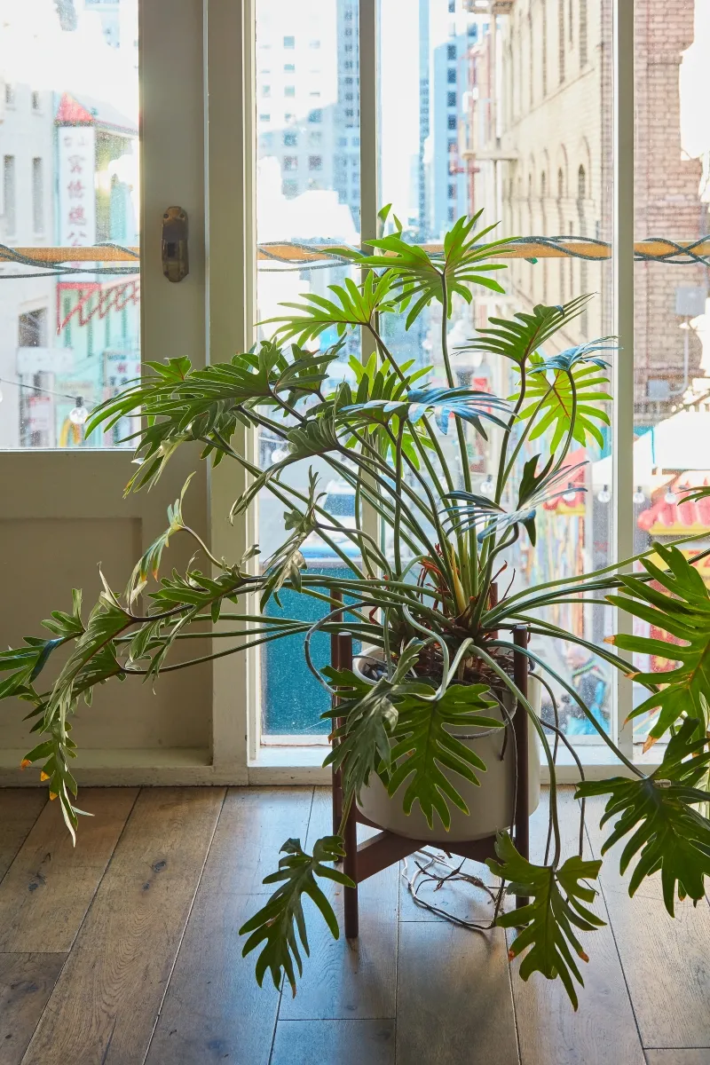 Philodendron ‘Xanadu’