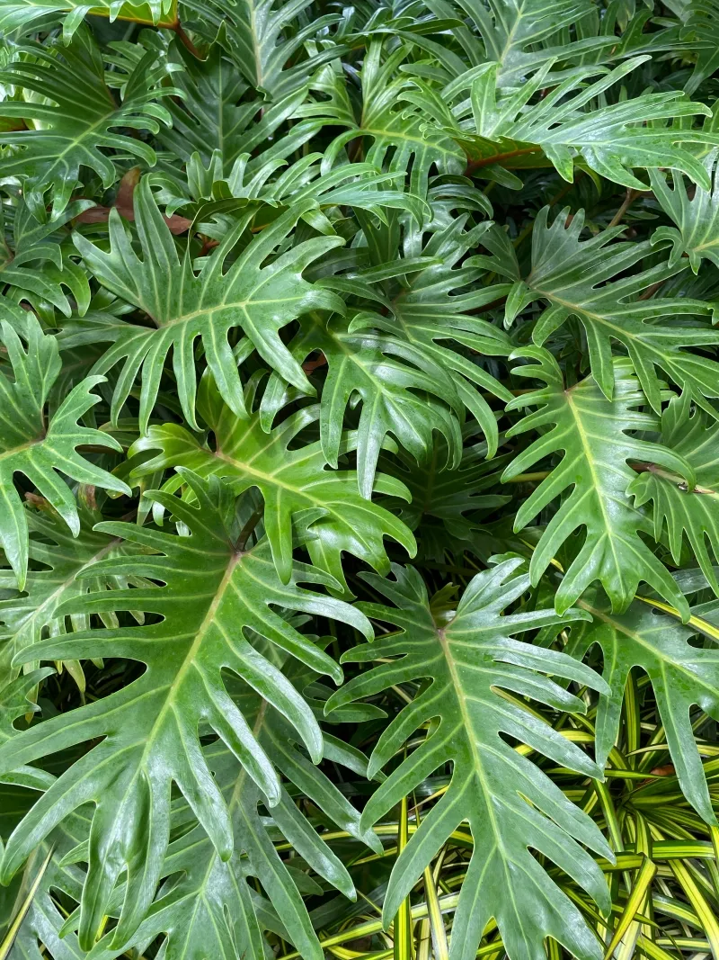 Philodendron ‘Xanadu’, foto 3