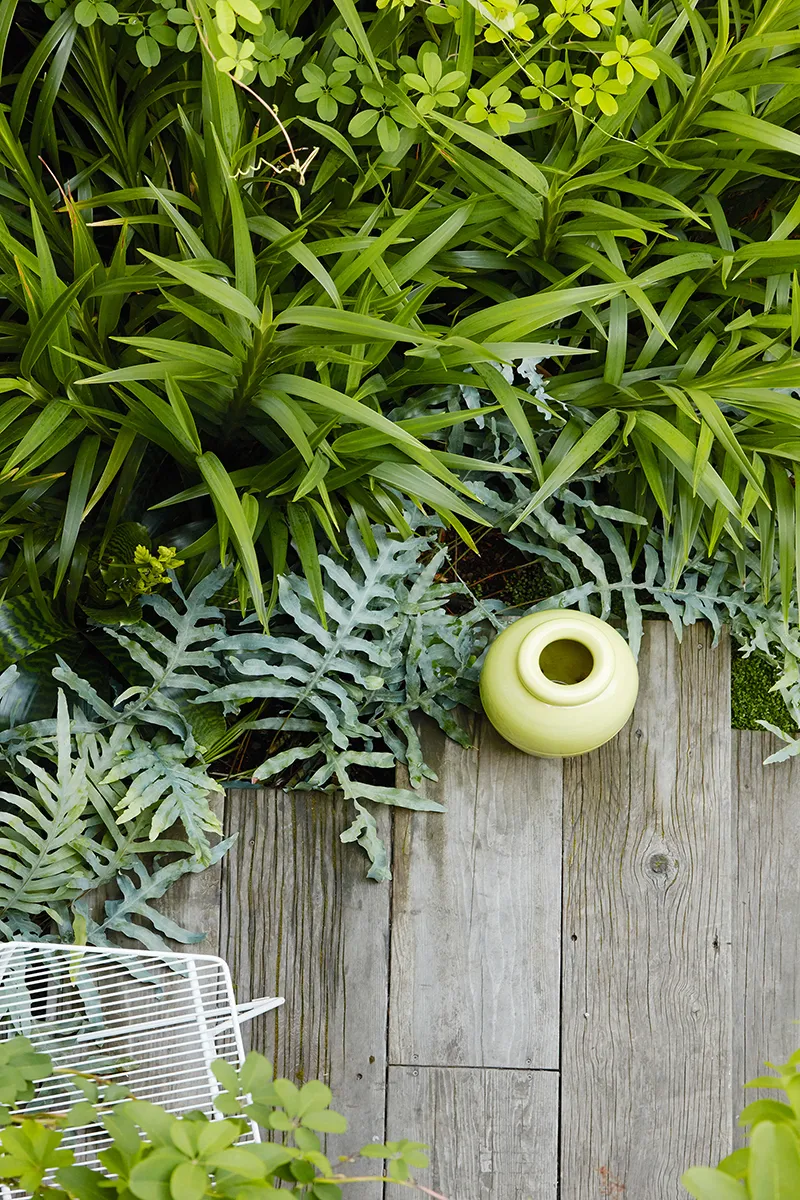 Phlebodium aureum ‘Blue Star’