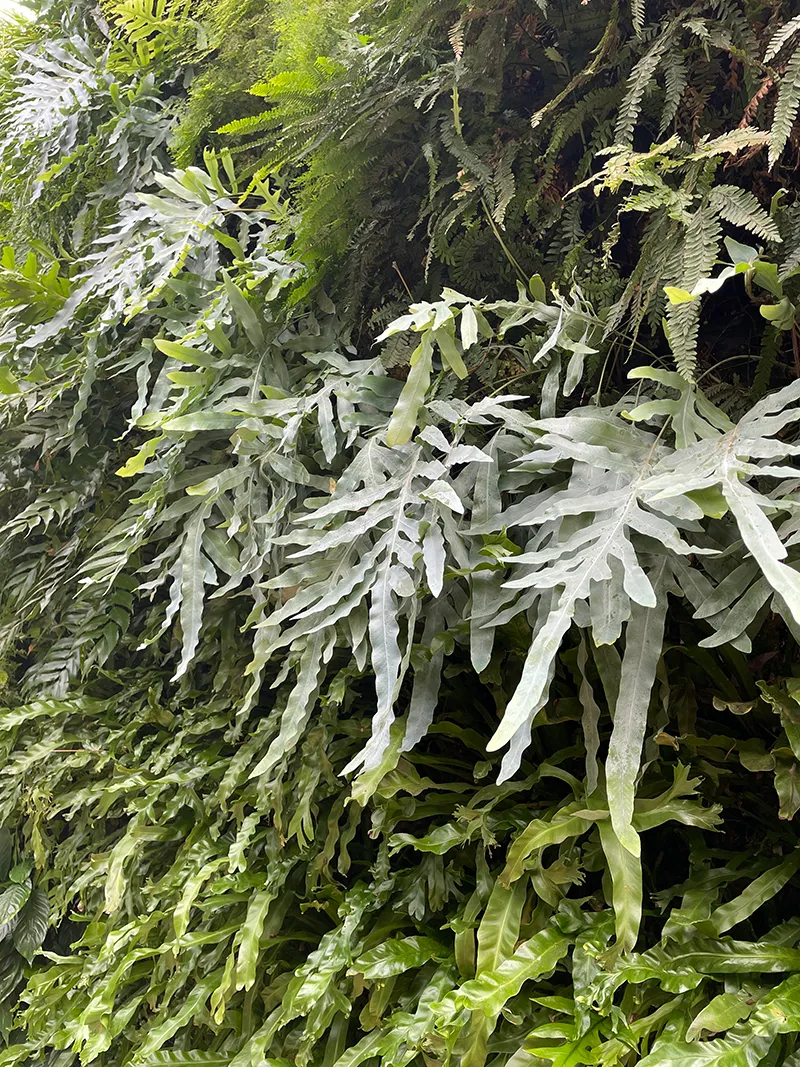 Phlebodium aureum ‘Blue Star’, foto 2