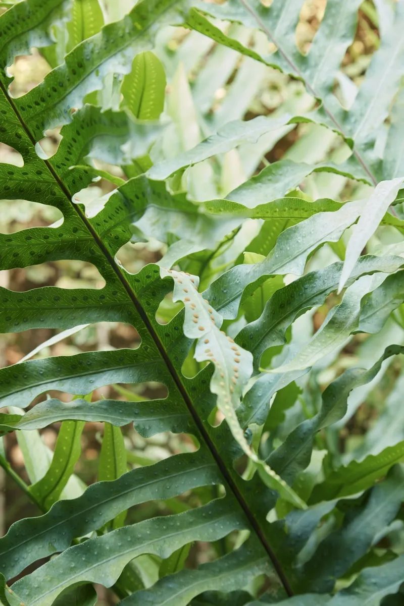 Phlebodium pseudoaureum, foto 2