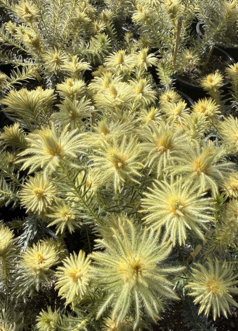 Phylica pubescens, foto 2