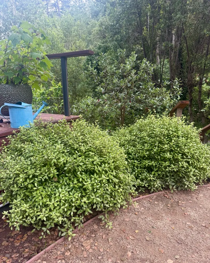 Pittosporum tenuifolium ‘Golf Ball’, foto 2