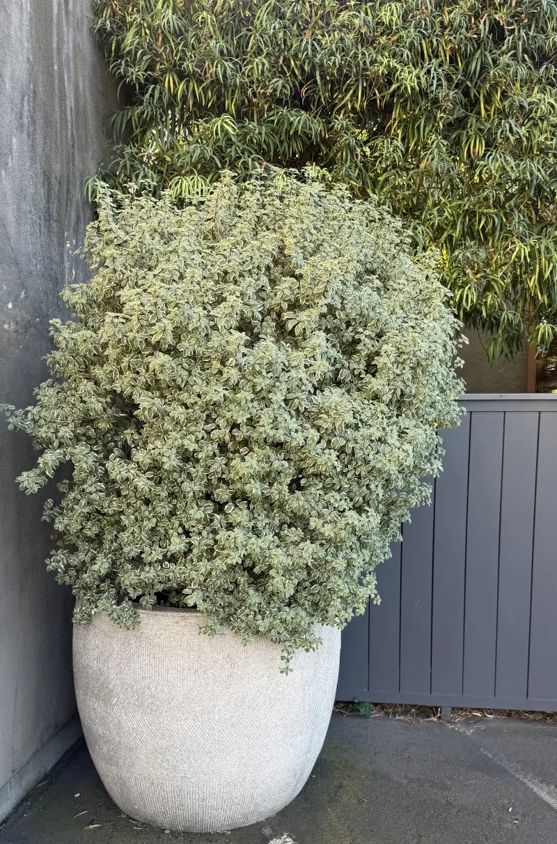 Pittosporum tenuifolium ‘Marjorie Channon’