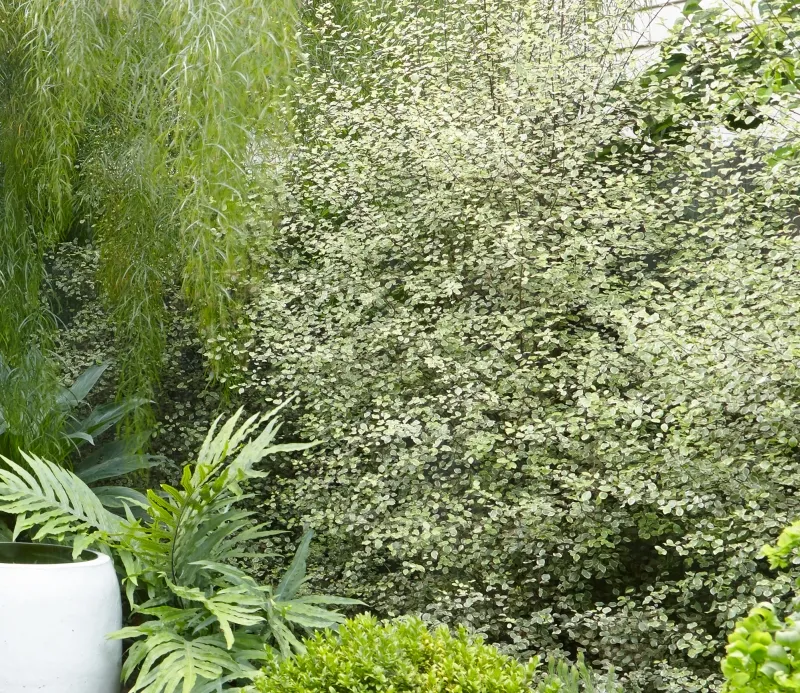 Pittosporum tenuifolium ‘Silver Magic’