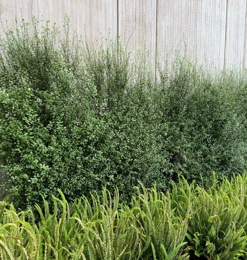 Pittosporum tenuifolium ‘Silver Sheen’