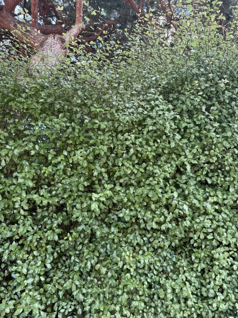 Pittosporum tenuifolium ‘Wrinkled Blue’