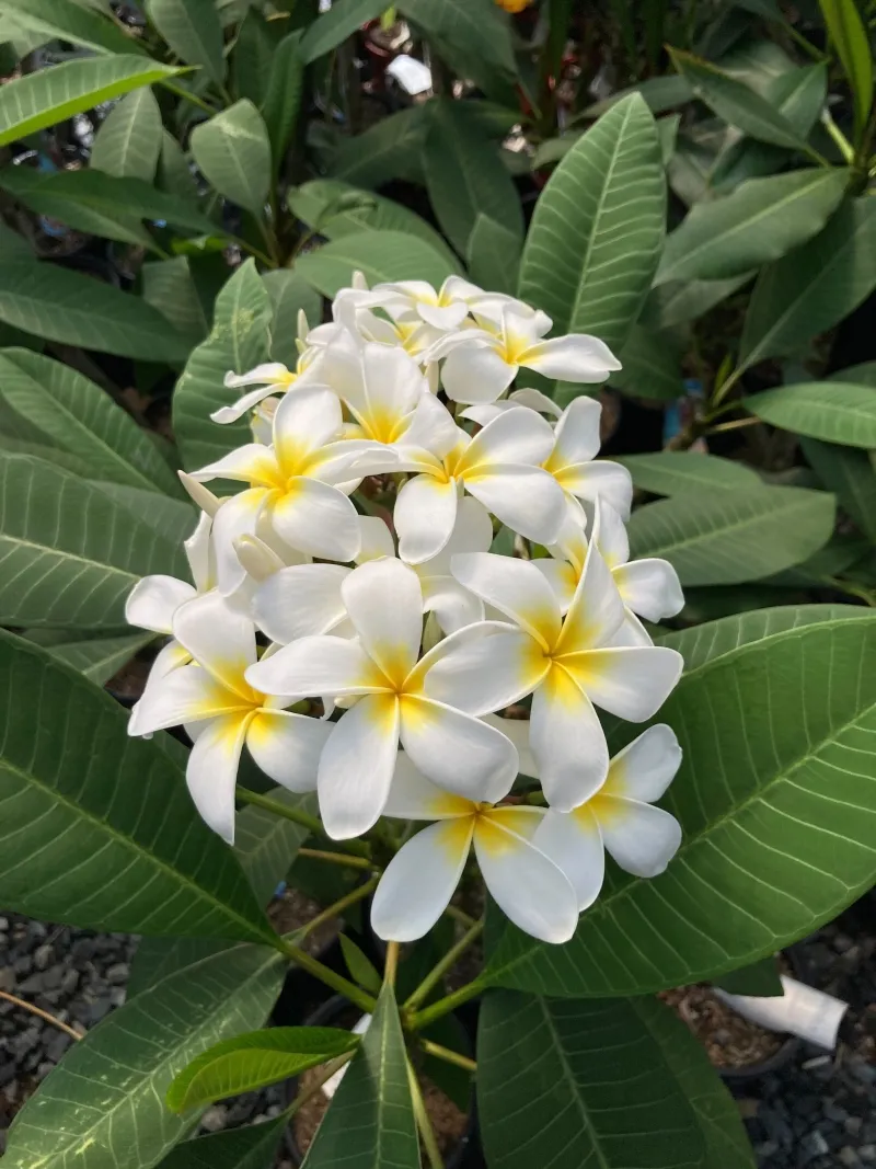 Plumeria ‘Luna’