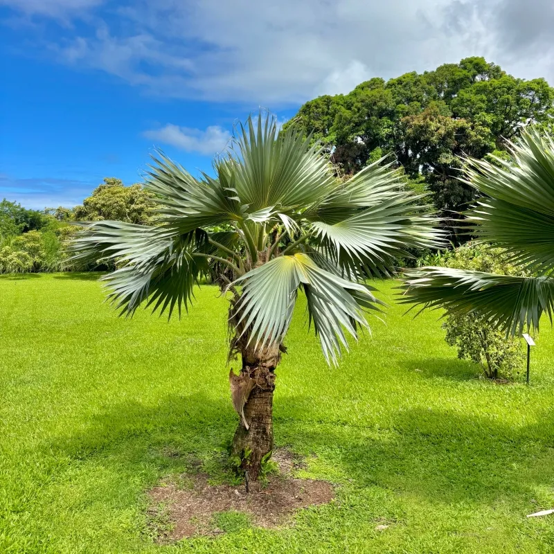 Pritchardia hillebrandii, foto 3