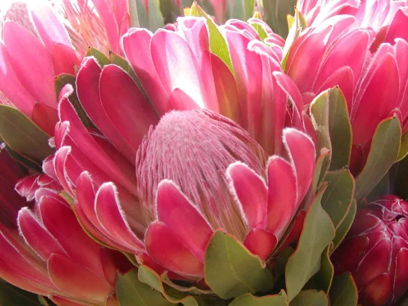 Protea ‘Brenda’