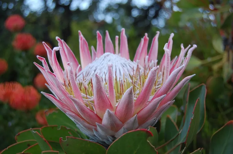 Protea cynaroides, foto 2