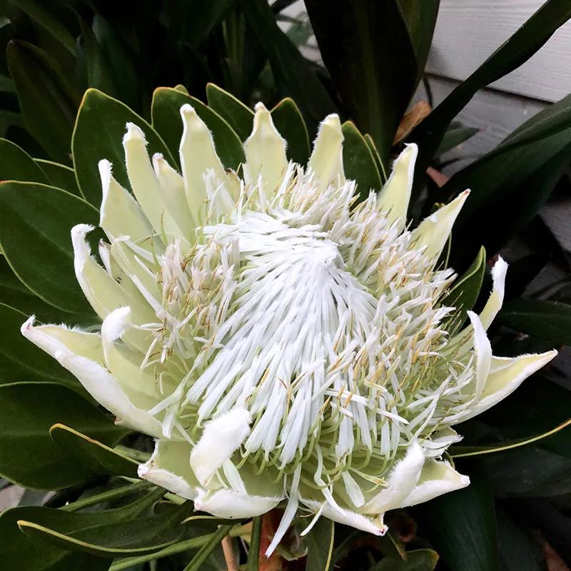 Protea cynaroides ‘Arctic Ice’