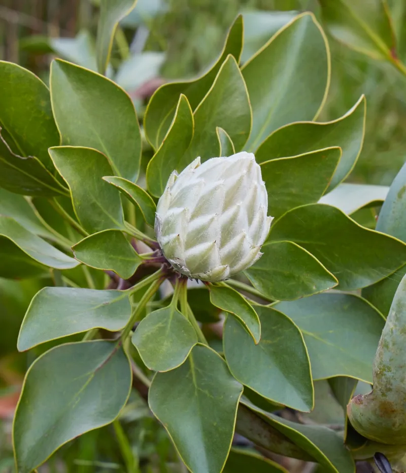 Protea cynaroides ‘Arctic Ice’, foto 2