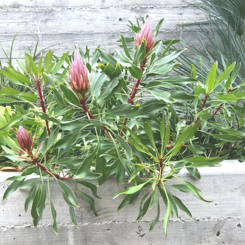 Protea cynaroides ‘Mini King’