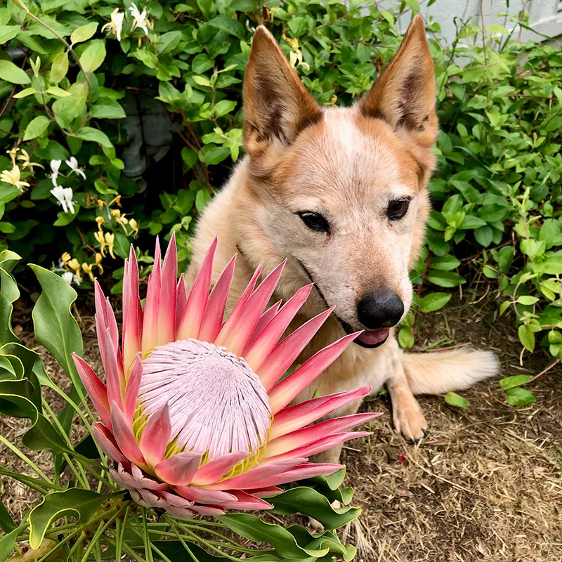 Protea cynaroides ‘Pink King’