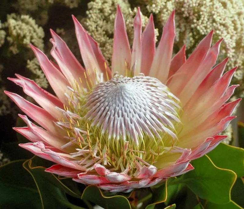 Protea cynaroides ‘Pink King’, foto 2