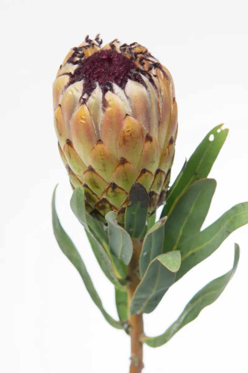 Protea ‘Lady Pearl’