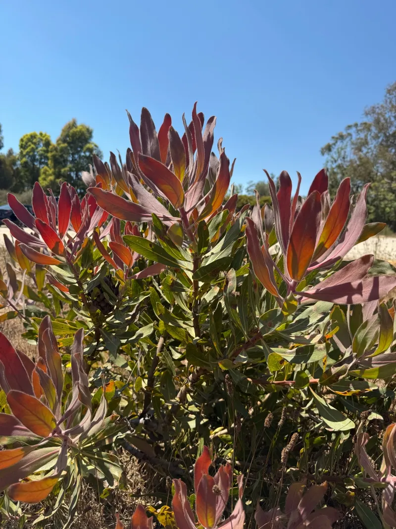 Protea magnifica x susannae ‘Susara’