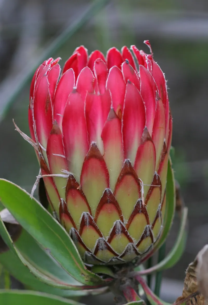 Protea obtusifolia ‘Red’