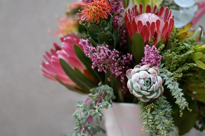 Protea ‘Pink Ice’, foto 2