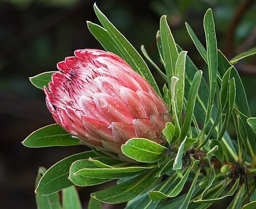 Protea ‘Pink Ice’, foto 3