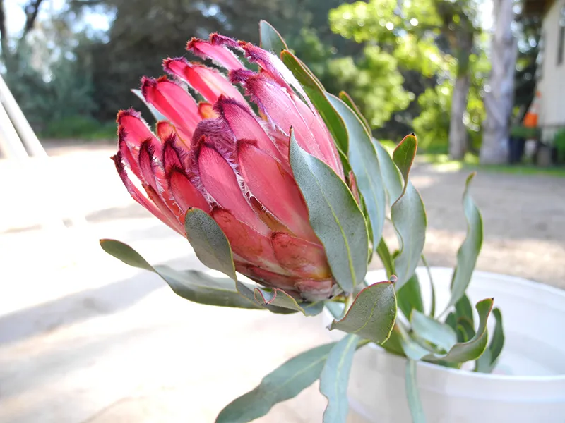 Protea ‘Red Mink’