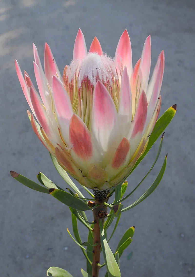 Protea repens ‘Pink’