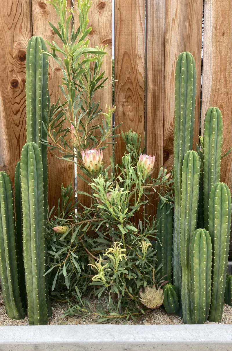 Protea repens ‘Pink’, foto 2