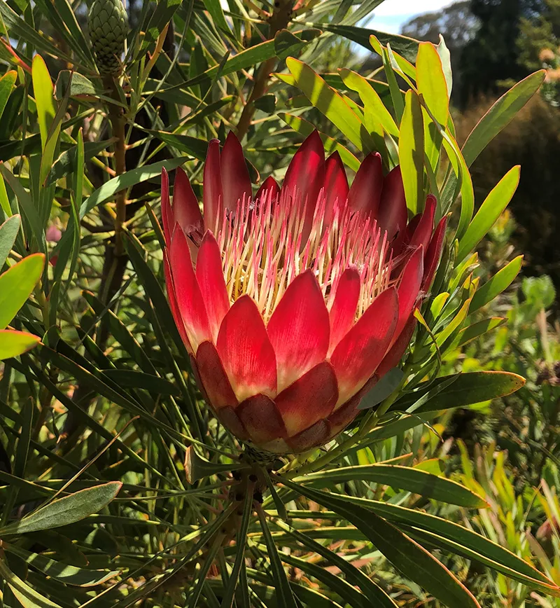 Protea repens ‘Red’