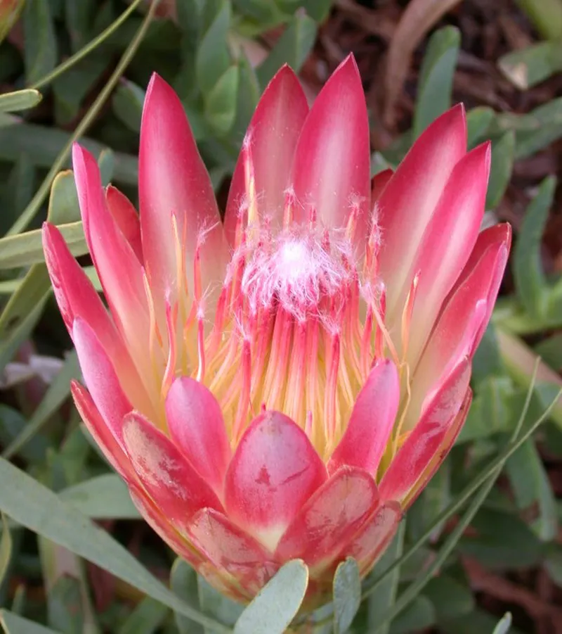 Protea repens ‘Red’, foto 2