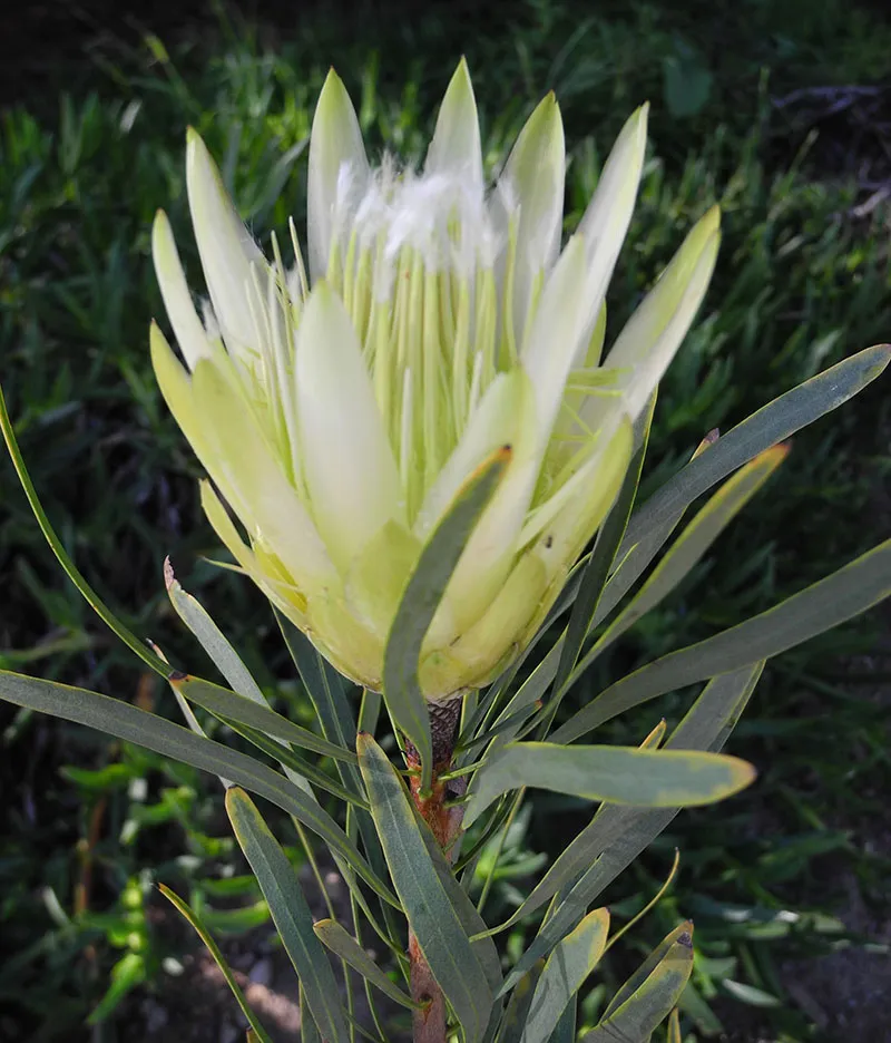 Protea repens ‘White’