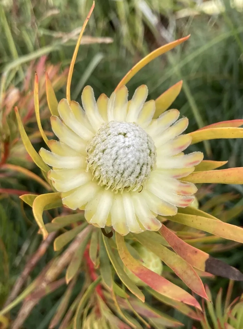 Protea scolymocephala, foto 2
