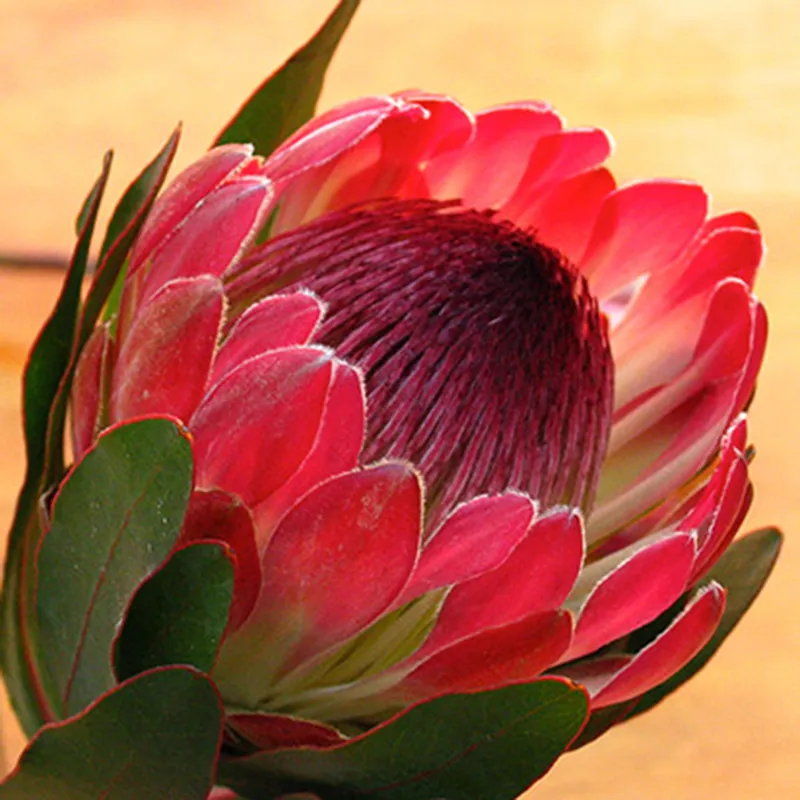 Protea ‘Sylvia’