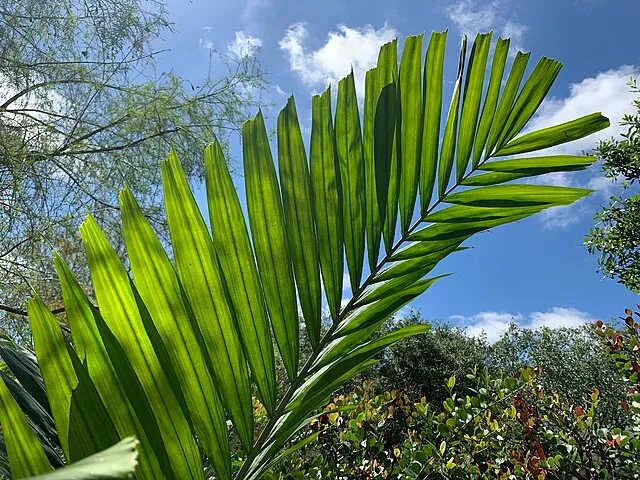 Ptychosperma elegans, foto 2