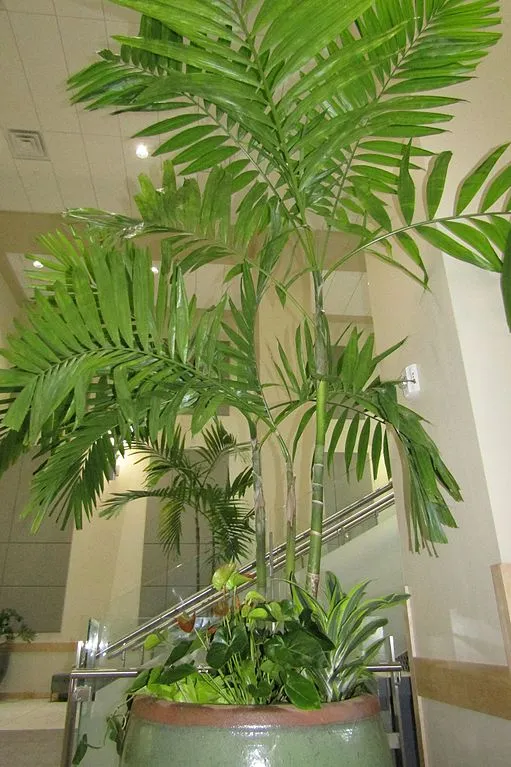 Ptychosperma elegans, foto 3