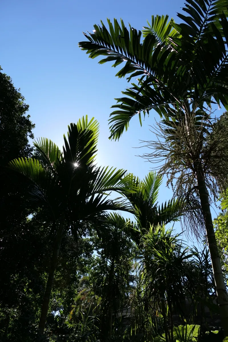 Ptychosperma elegans, foto 4