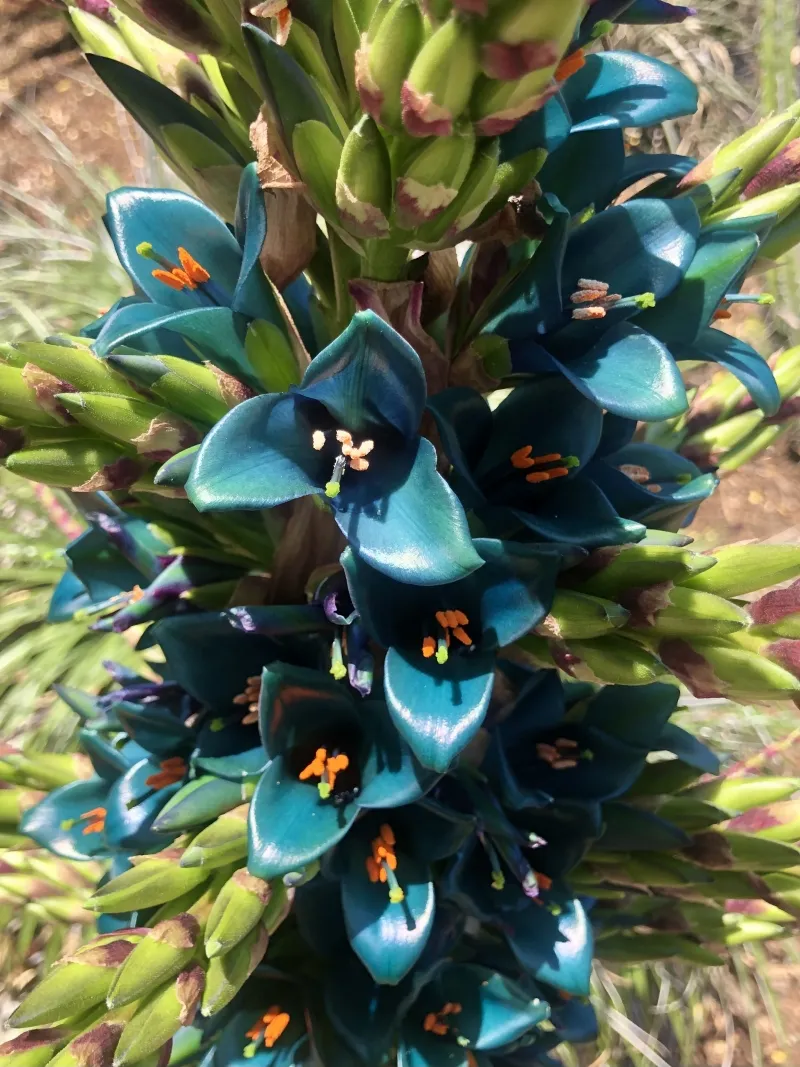 Puya alpestris, foto 2
