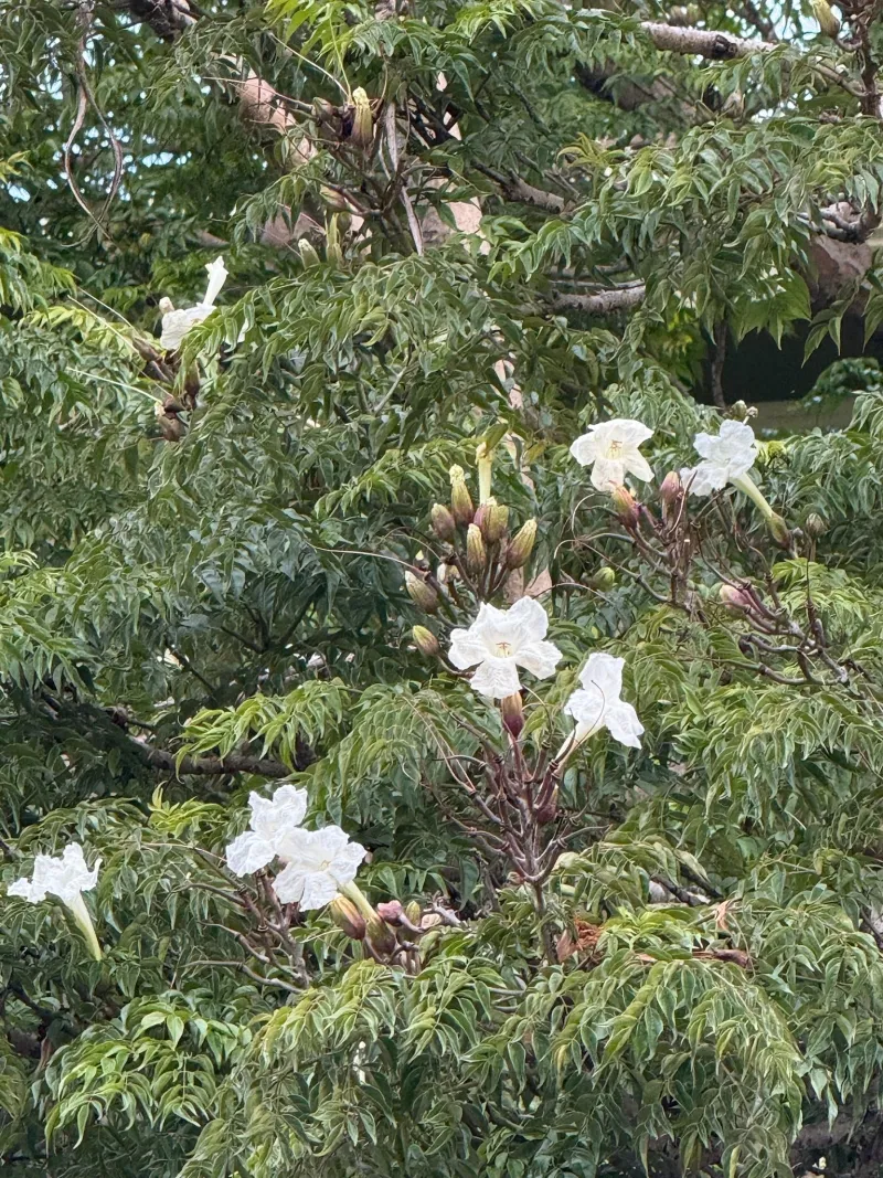 Radermachera sinica, foto 2