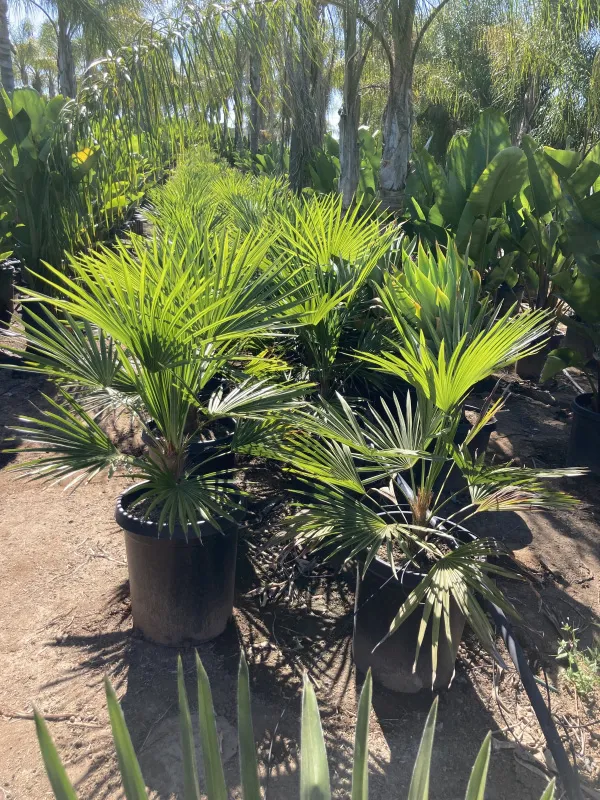 Rhapidophyllum hystrix, foto 2