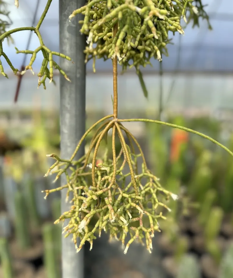 Rhipsalis mesembryanthemoides, foto 2
