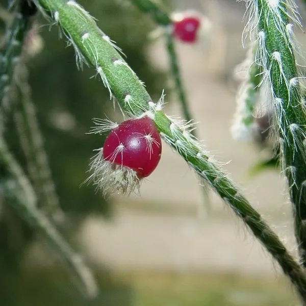 Rhipsalis pilocarpa