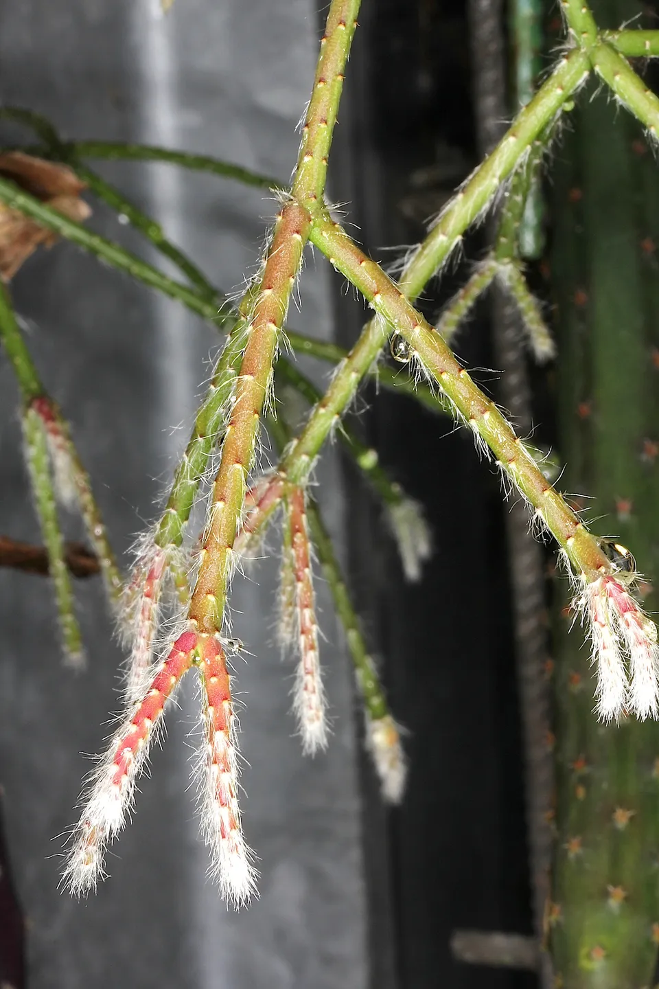 Rhipsalis pilocarpa, foto 2