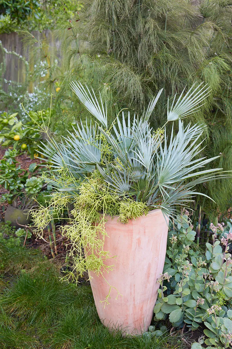 Rhipsalis teres, foto 2