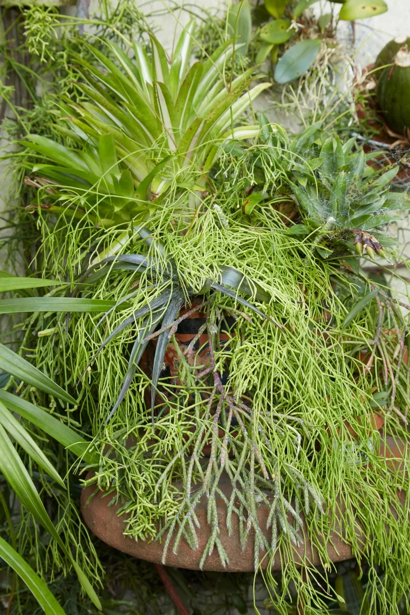 Rhipsalis teres, foto 3