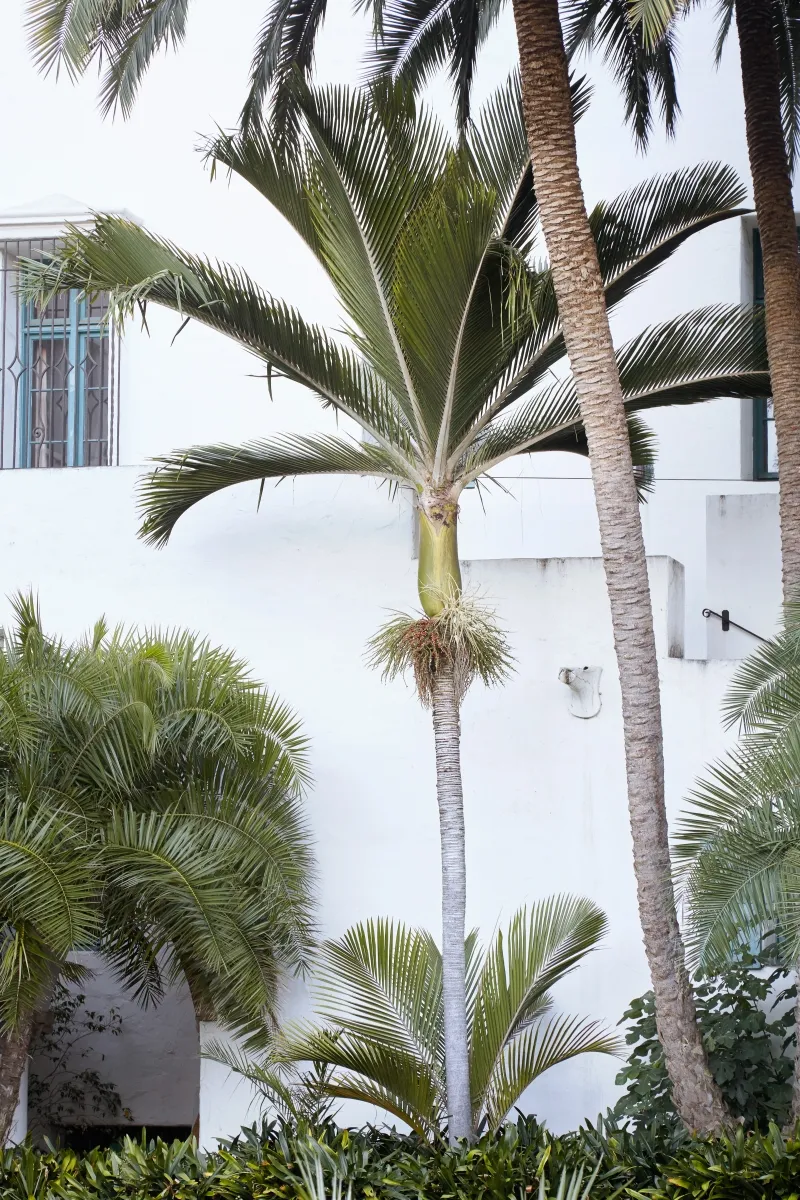 Rhopalostylis baueri, foto 2